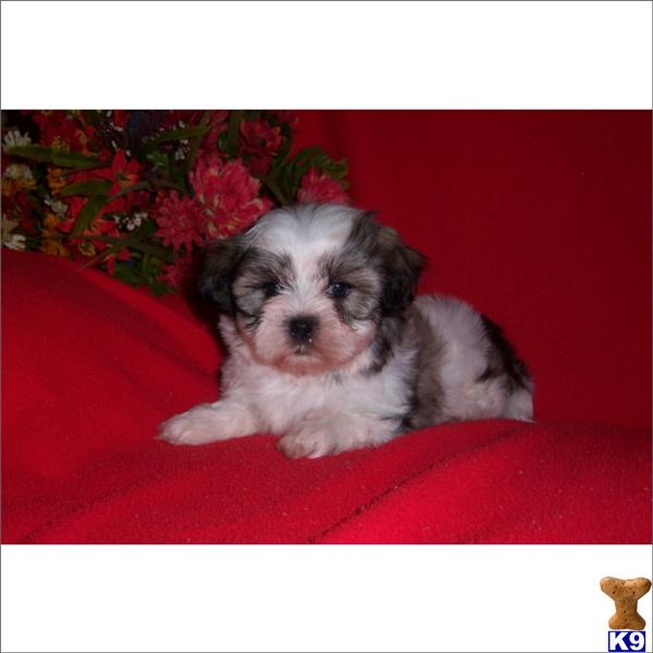 Shih Tzu Puppies in FL